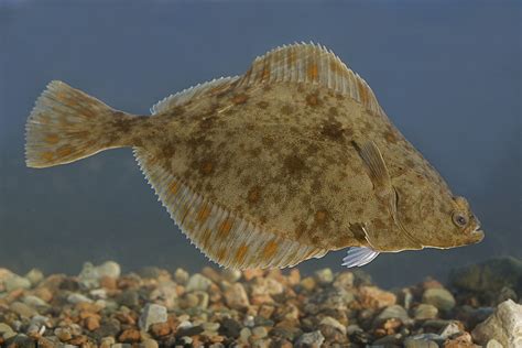 flat fish|Types of Flatfish: the Complete Guide for 2025 .